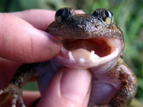 Frog fangs - The Mindoro frogs live in streams and sport hidden fangs inside their mouths. Herr said the fangs are likely used for combat over mating sites and to fight off predators. The study shows you can't ...